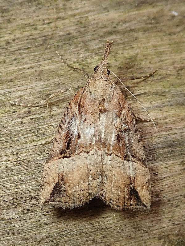 da identificare: Crambidae??  No, Erebidae: Hypena rostralis